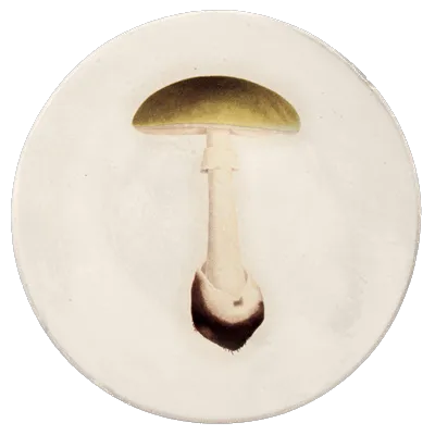 Agaric Bulbeux Dinner Plate