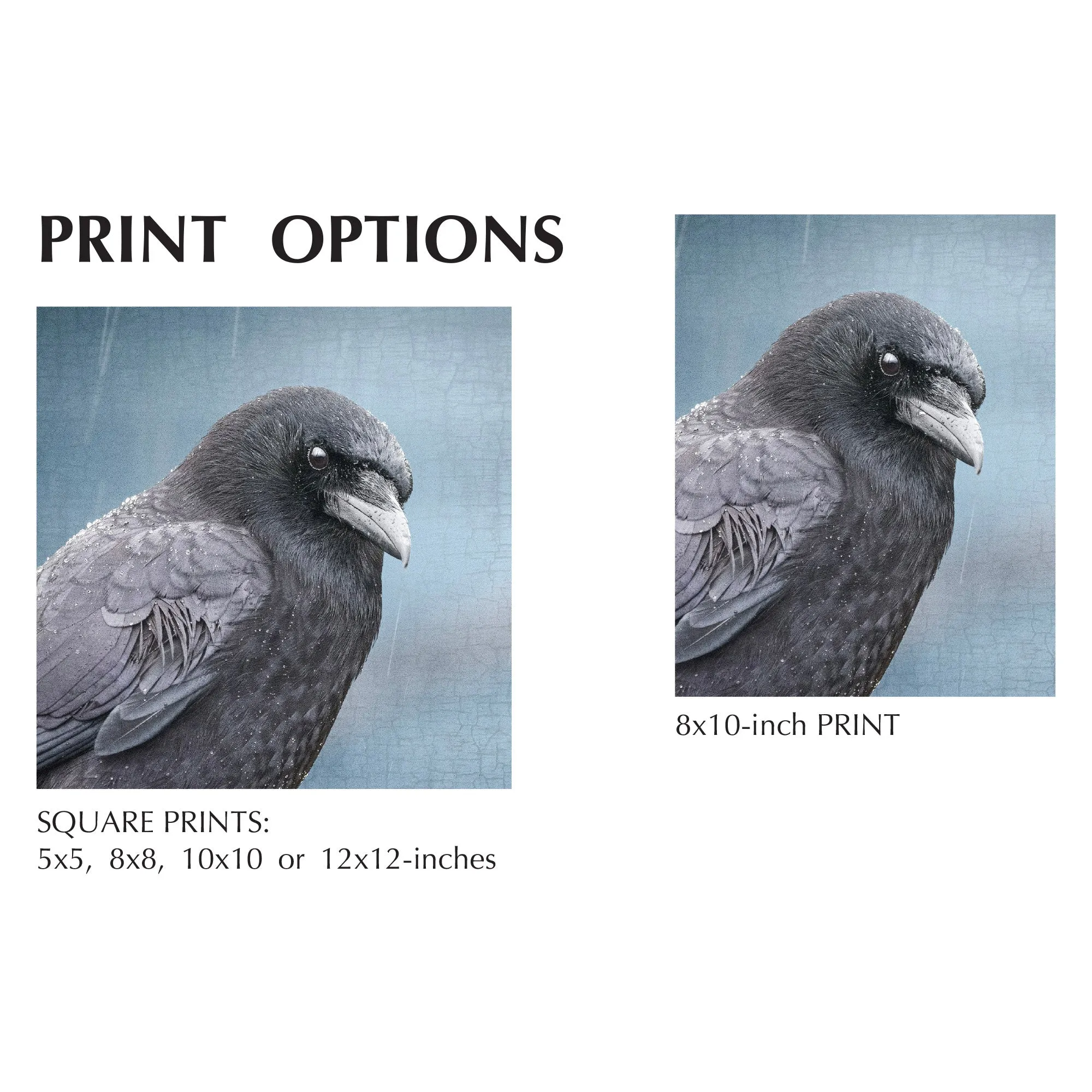 BLUE EARL - Fine Art Print, Crow Portrait Series