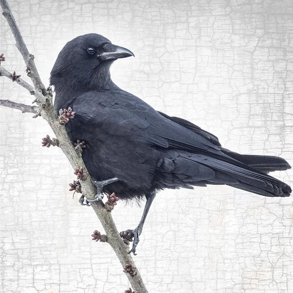 BRANCH CROW - Fine Art Print, Crow Portrait Series