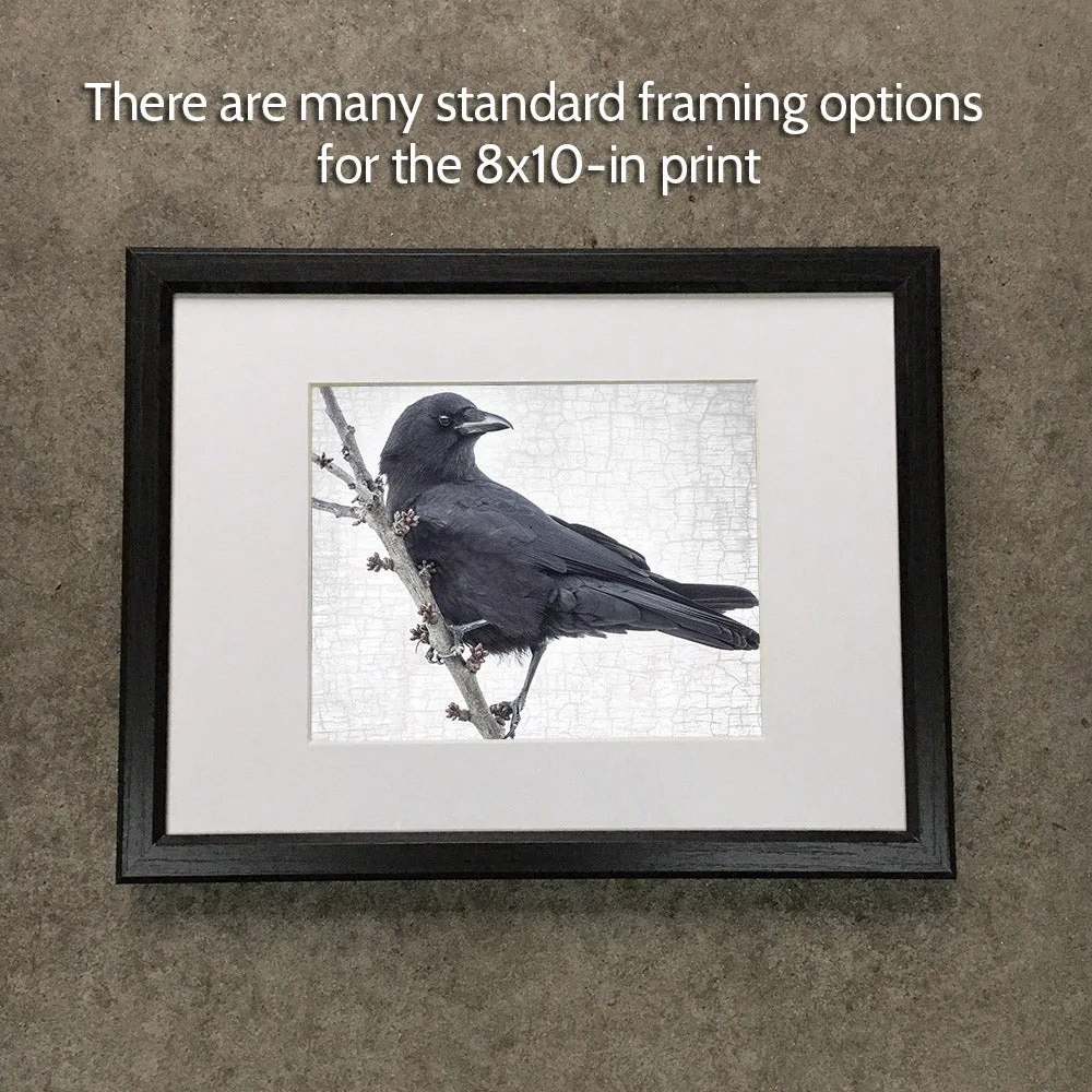 BRANCH CROW - Fine Art Print, Crow Portrait Series