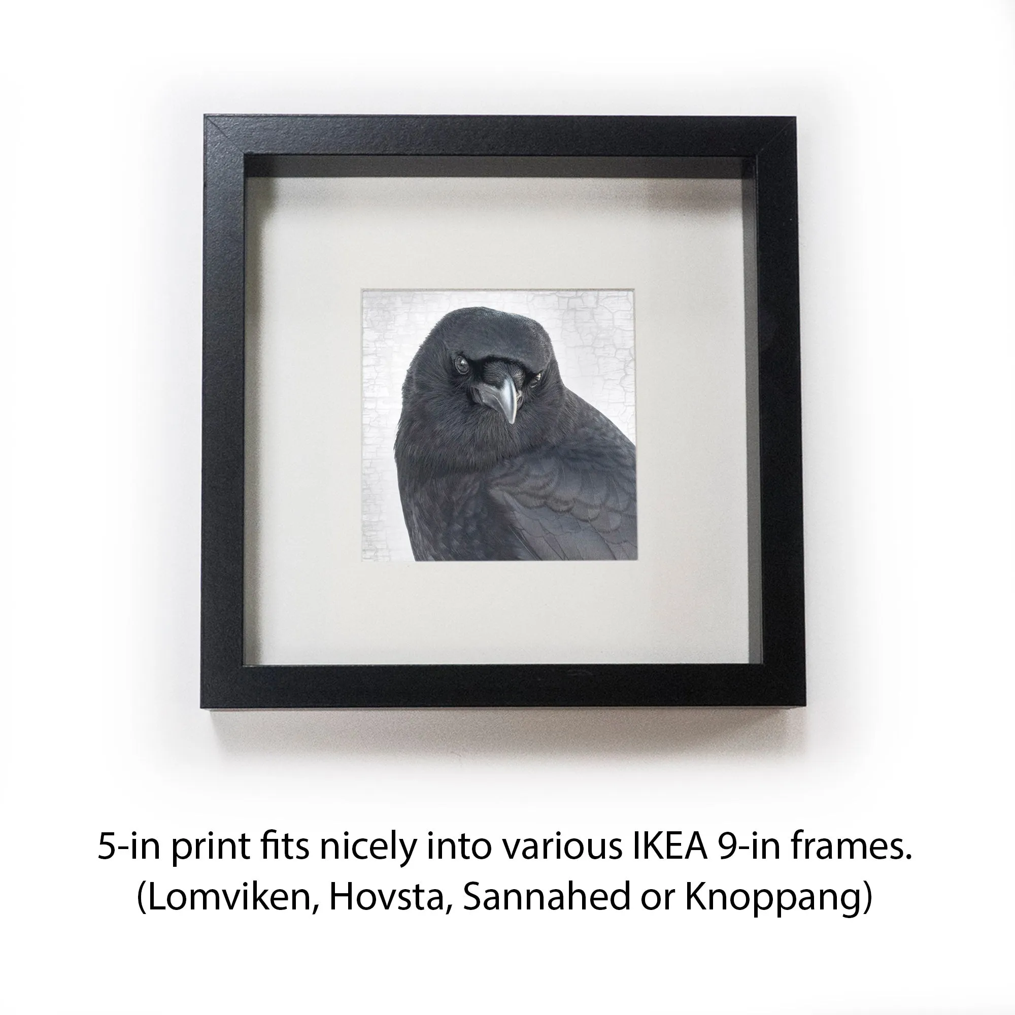 CROW WITHOUT A PEARL EARRING - Fine Art Print, Crow Portrait Series