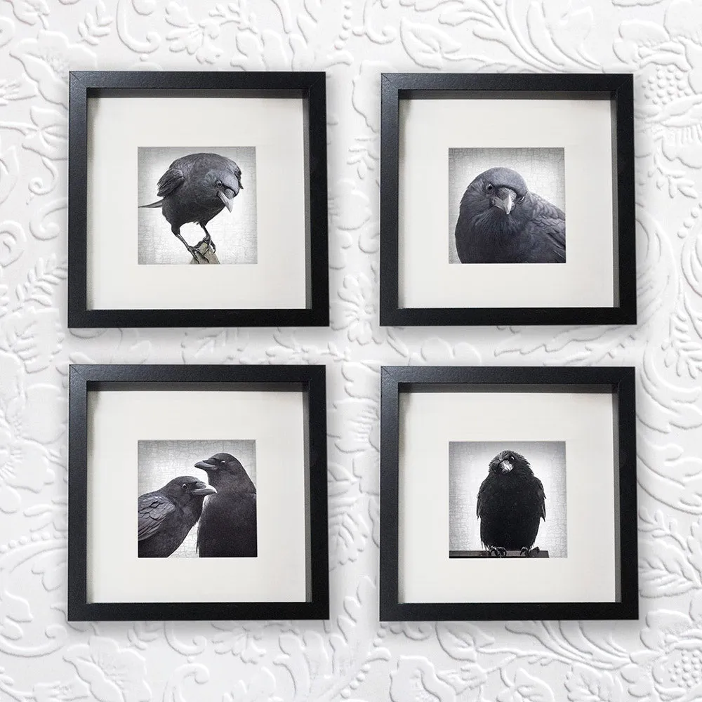 INFINITE CARE - Fine Art Print, Crow Portrait Series