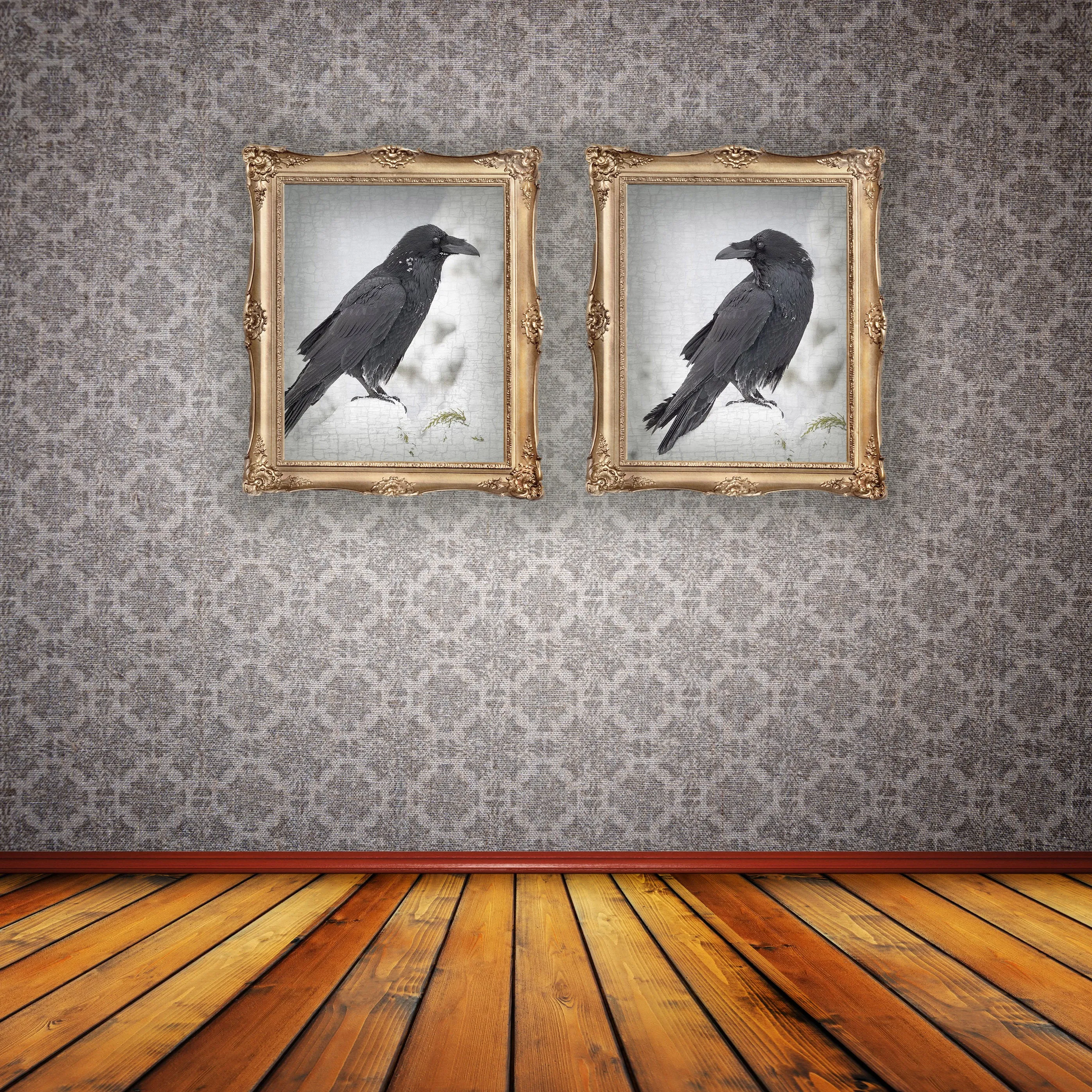 RAVEN LOOKS BACK - Fine Art Print, Raven Portrait Series