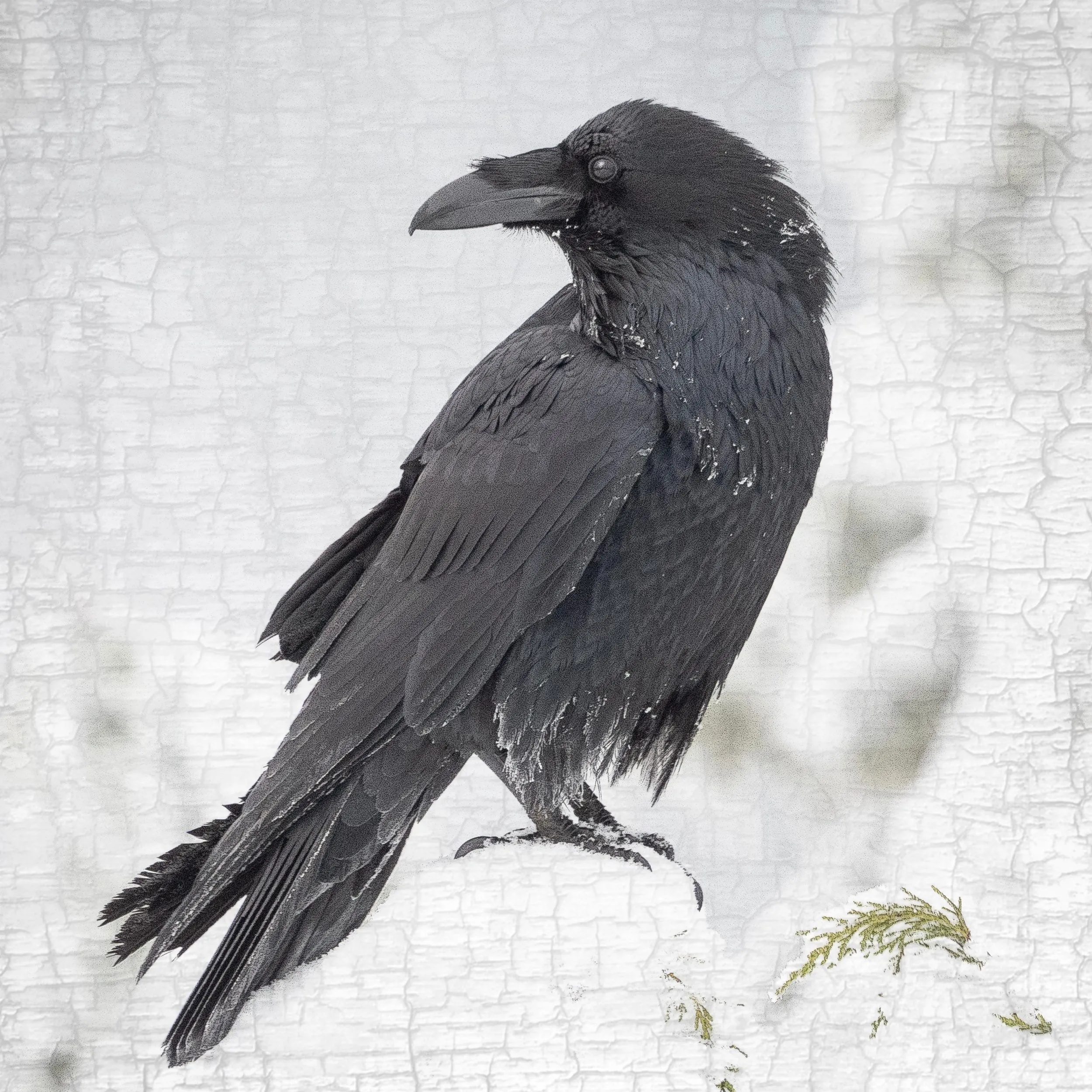 RAVEN LOOKS BACK - Fine Art Print, Raven Portrait Series