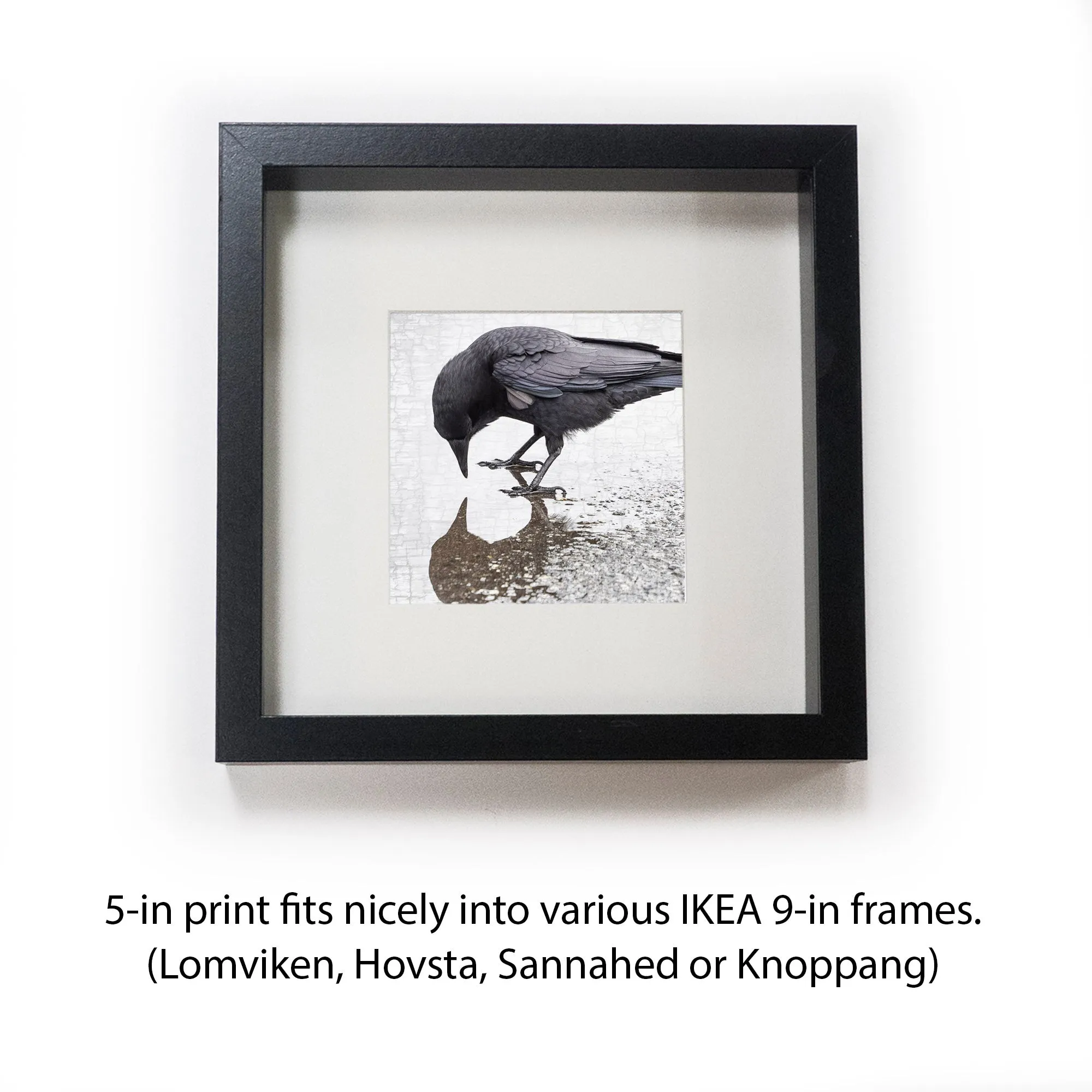 SELF-REFLECTION - Fine Art Print, Crow Portrait Series