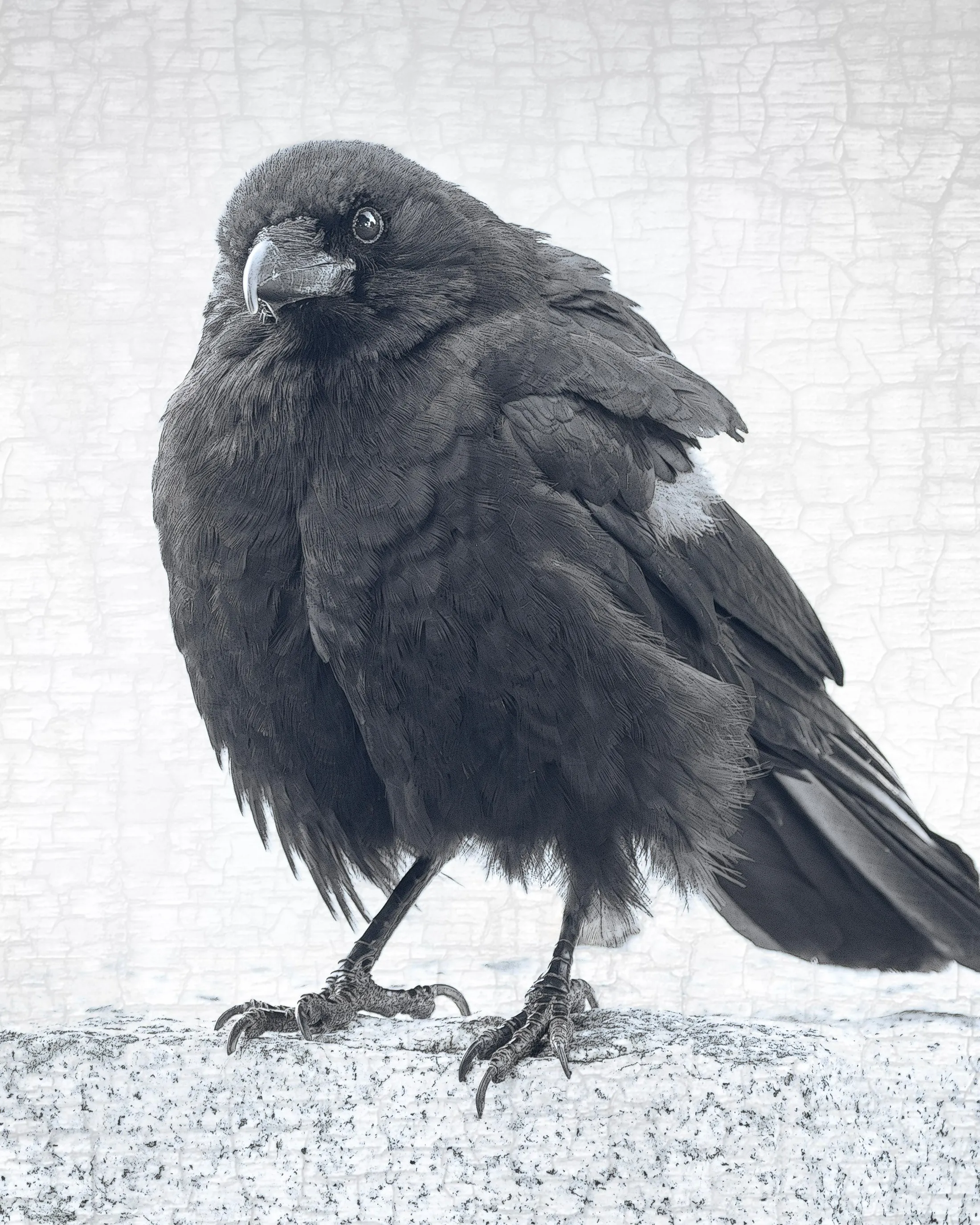 WARRIOR WANDA - Fine Art Print, Crow Portrait Series